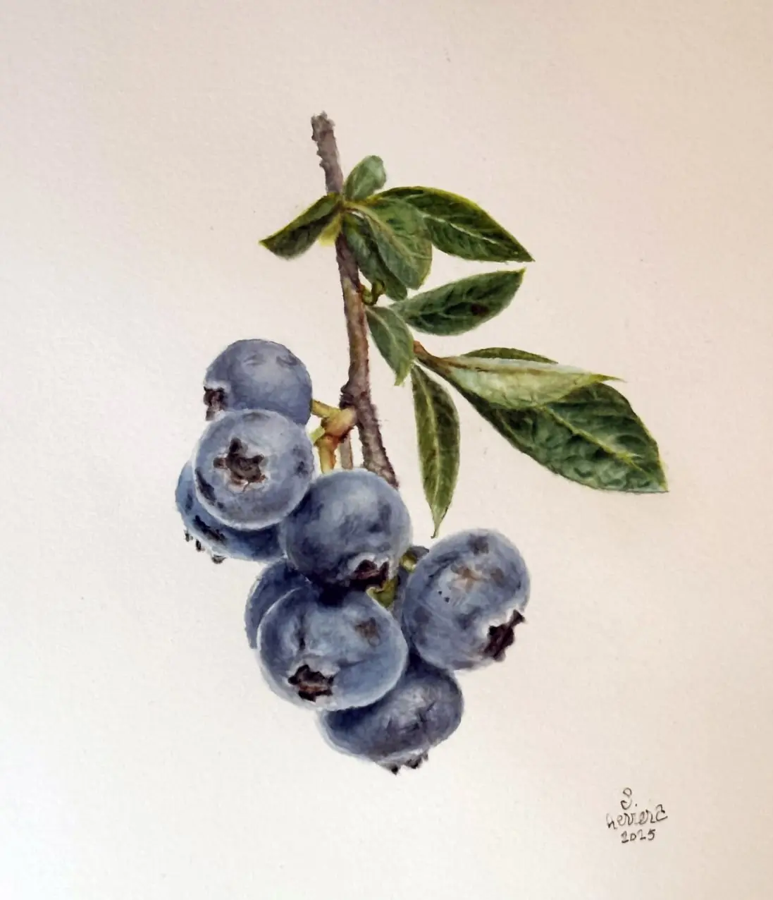 Arandanos