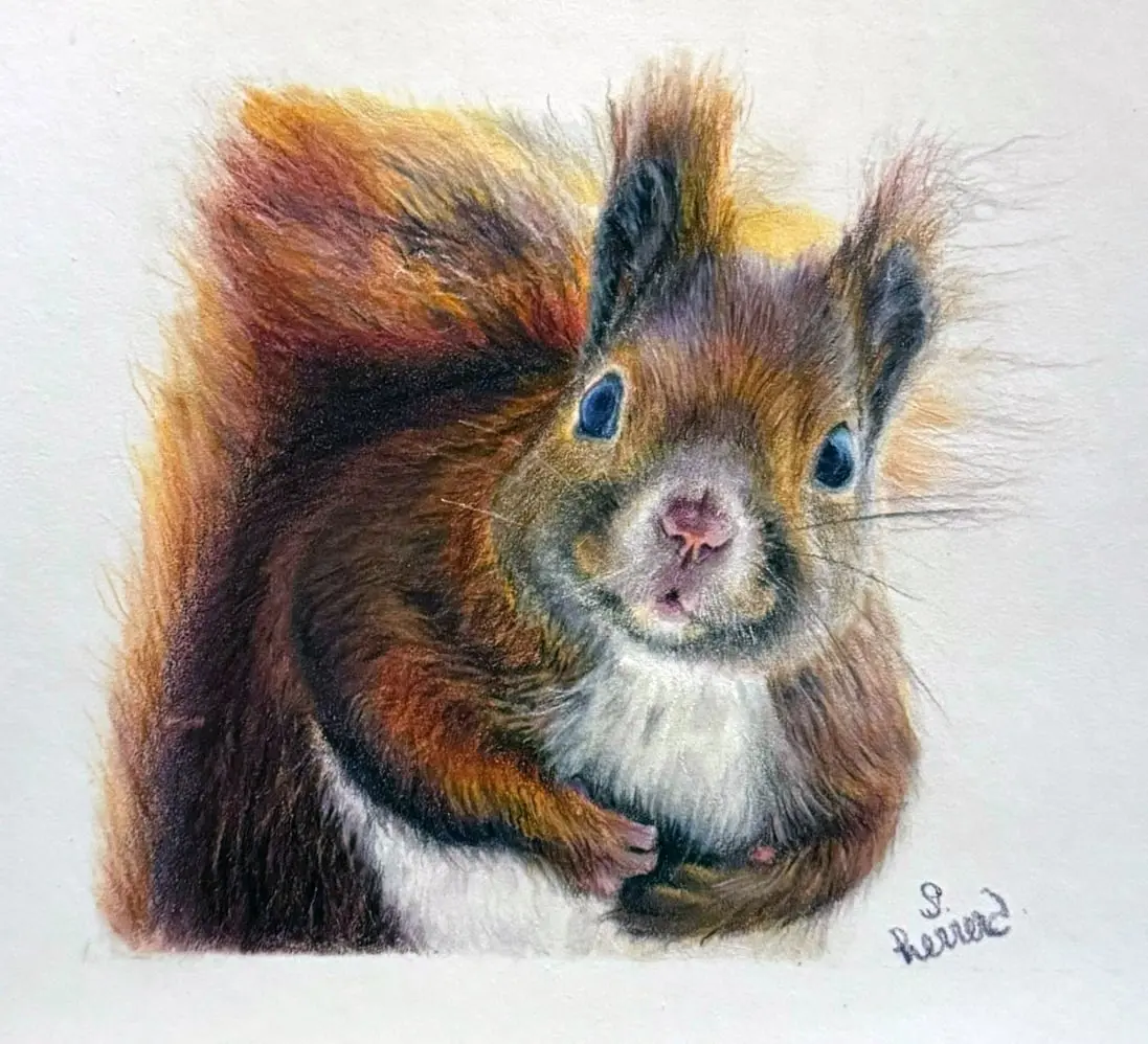 Ardilla