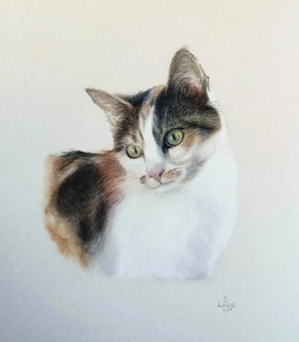 Gato
