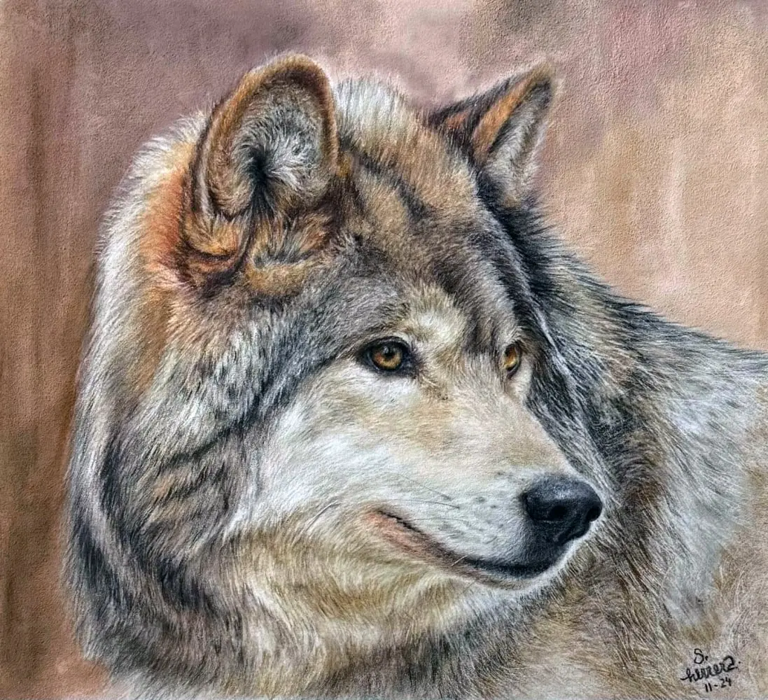 Lobo
