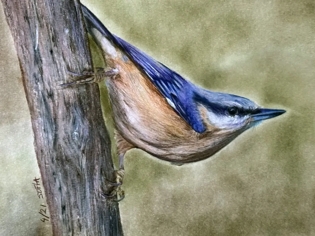 Trepador azul